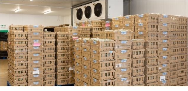 Packing services - stacked crates in cold storage